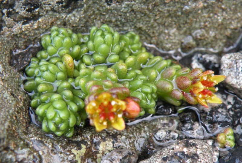 Sedum alpestre /  Borracina alpestre