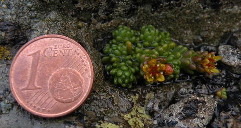 Sedum alpestre /  Borracina alpestre