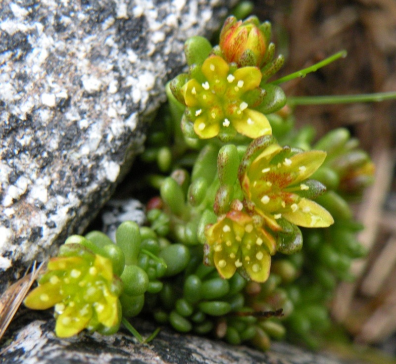 Sedum alpestre /  Borracina alpestre