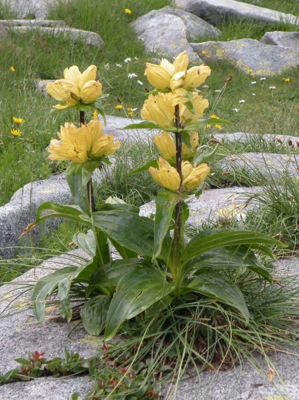 Gentiana punctata / Genziana punteggiata