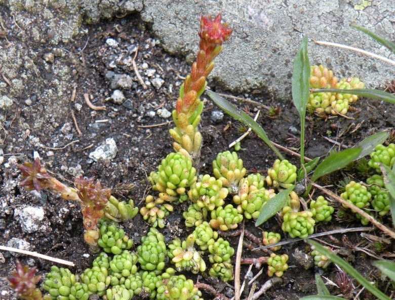 Sedum alpestre /  Borracina alpestre