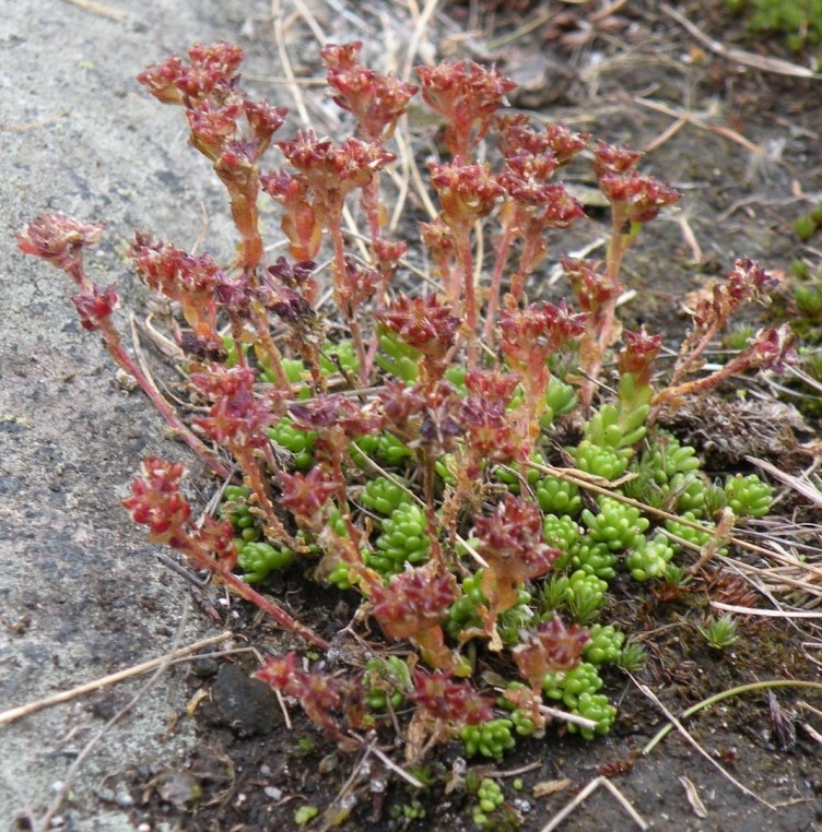 Sedum alpestre /  Borracina alpestre