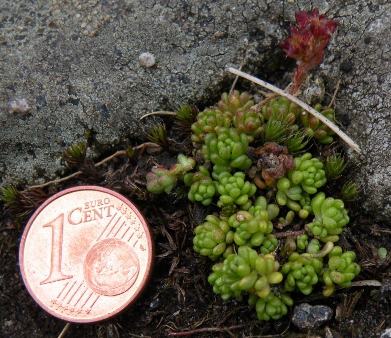 Sedum alpestre /  Borracina alpestre