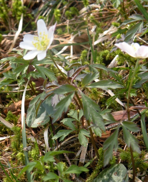 Anemonoides nemorosa