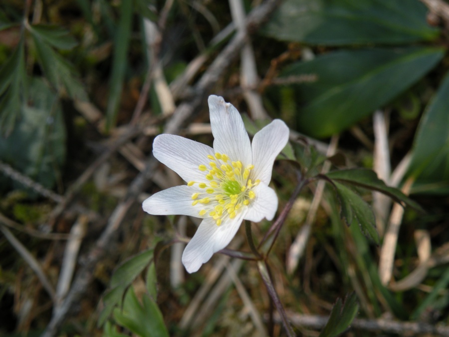 Anemonoides nemorosa