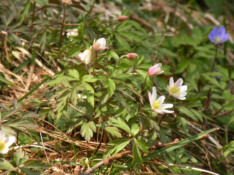 Anemonoides nemorosa