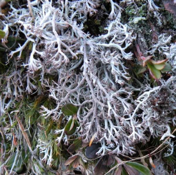 Cladonia K+ giallo da identificare