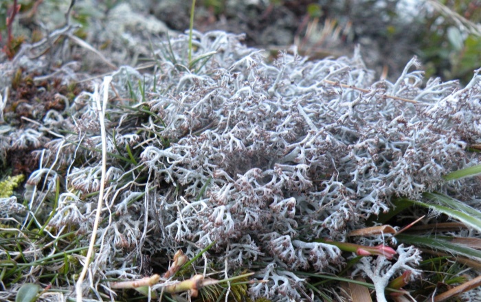 Cladonia K+ giallo da identificare