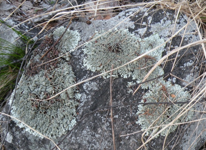 Xanthoparmelia sp.?