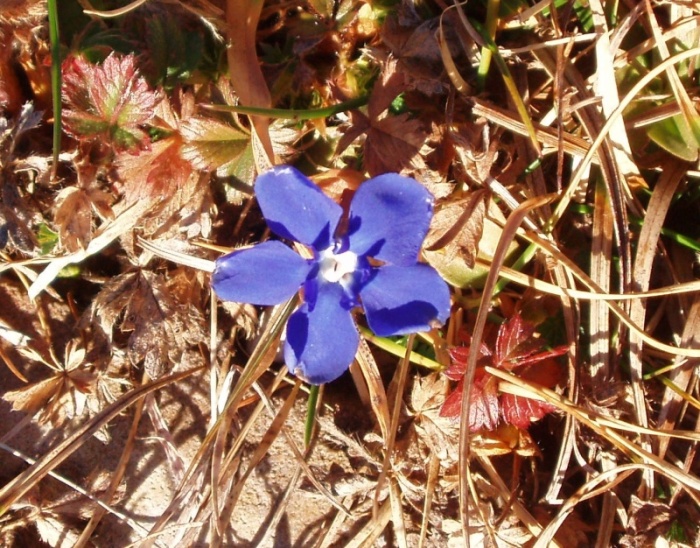 Gentiana utriculosa e Gentiana verna