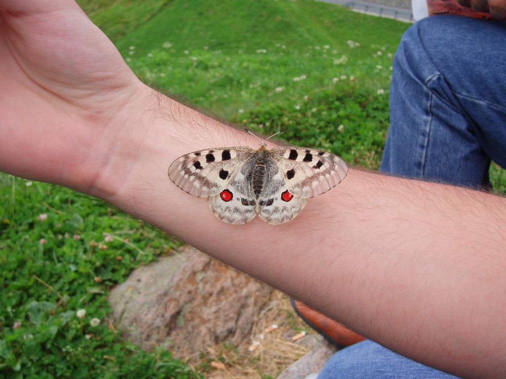 Parnassius apollo?