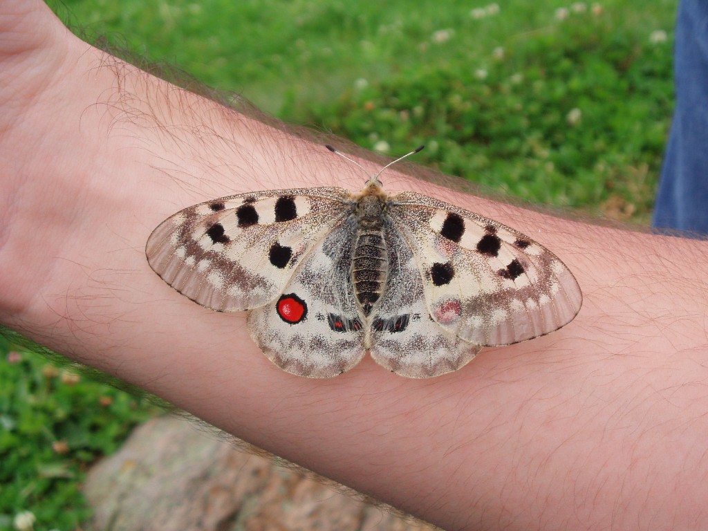 Parnassius apollo?