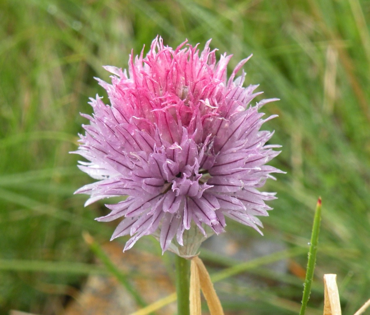 Allium schoenoprasum