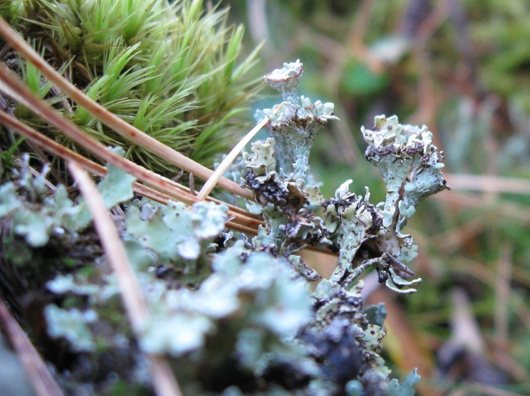 Cladonia dall''Alta Valtellina - da identificare