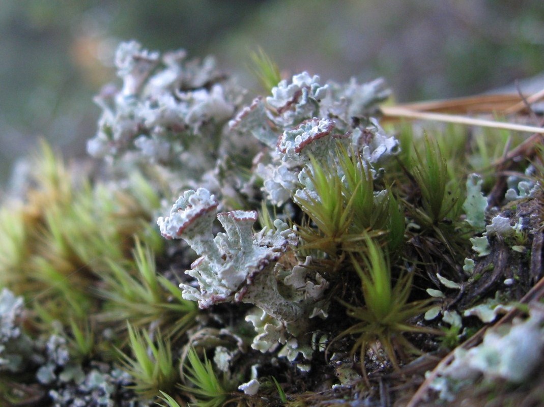 Cladonia dall''Alta Valtellina - da identificare