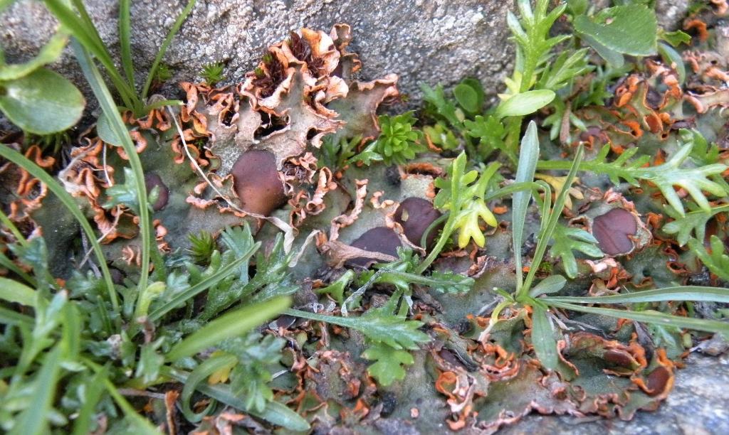 Licheni dalla Val Can (Val Camonica)