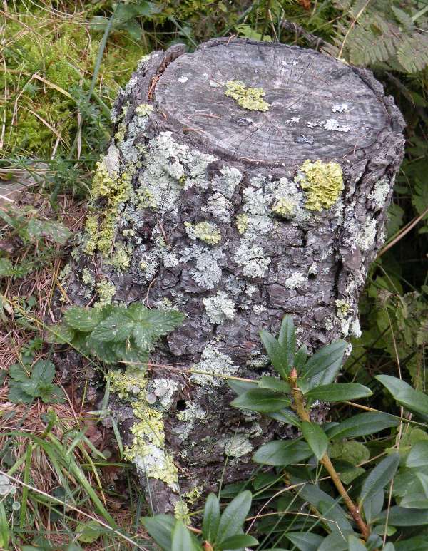 Licheni dalla Val Can (Val Camonica)