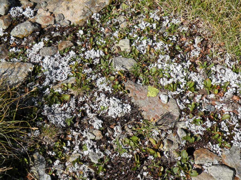 Licheni dalla Val Can (Val Camonica)