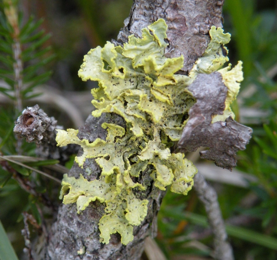 Vulpicida pinastri (Scop.) J.E. Mattsson & M.J. Lai