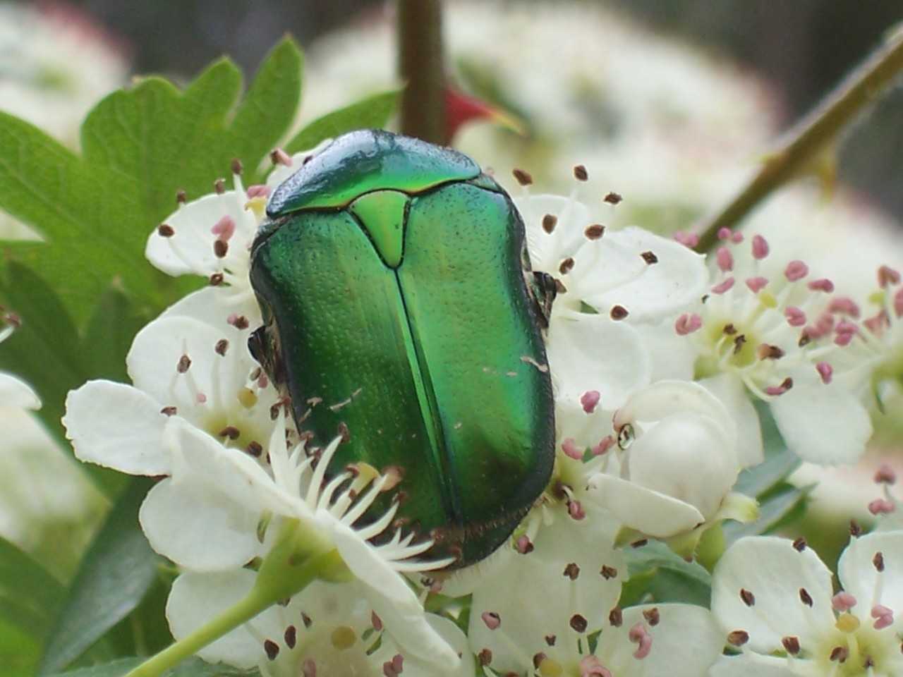 Cetonia aurata pisana