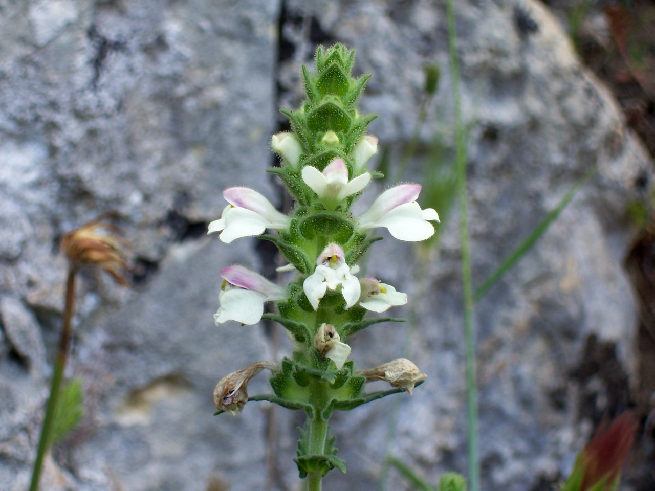 Bellardia trixago