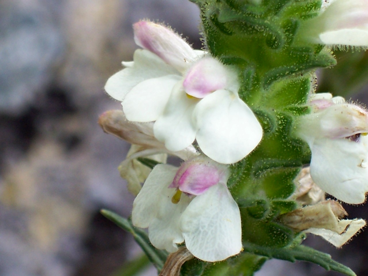 Bellardia trixago