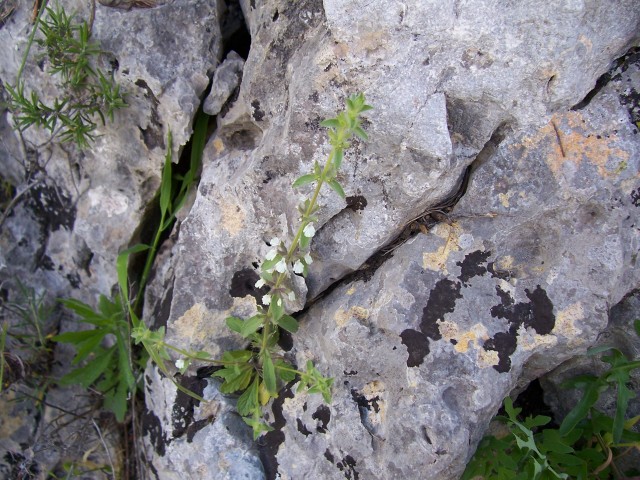 Sideritis romana