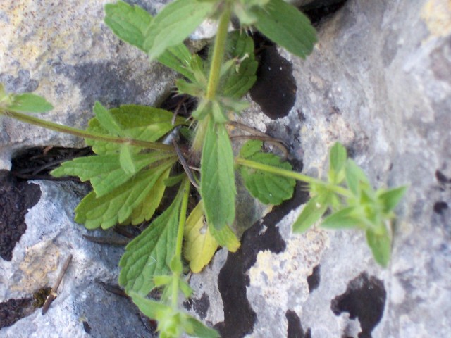 Sideritis romana