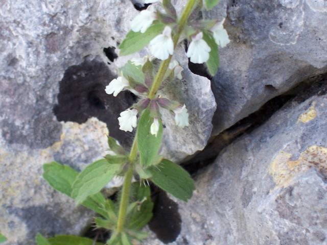 Sideritis romana