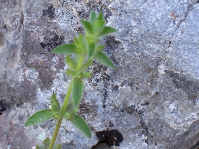 Sideritis romana