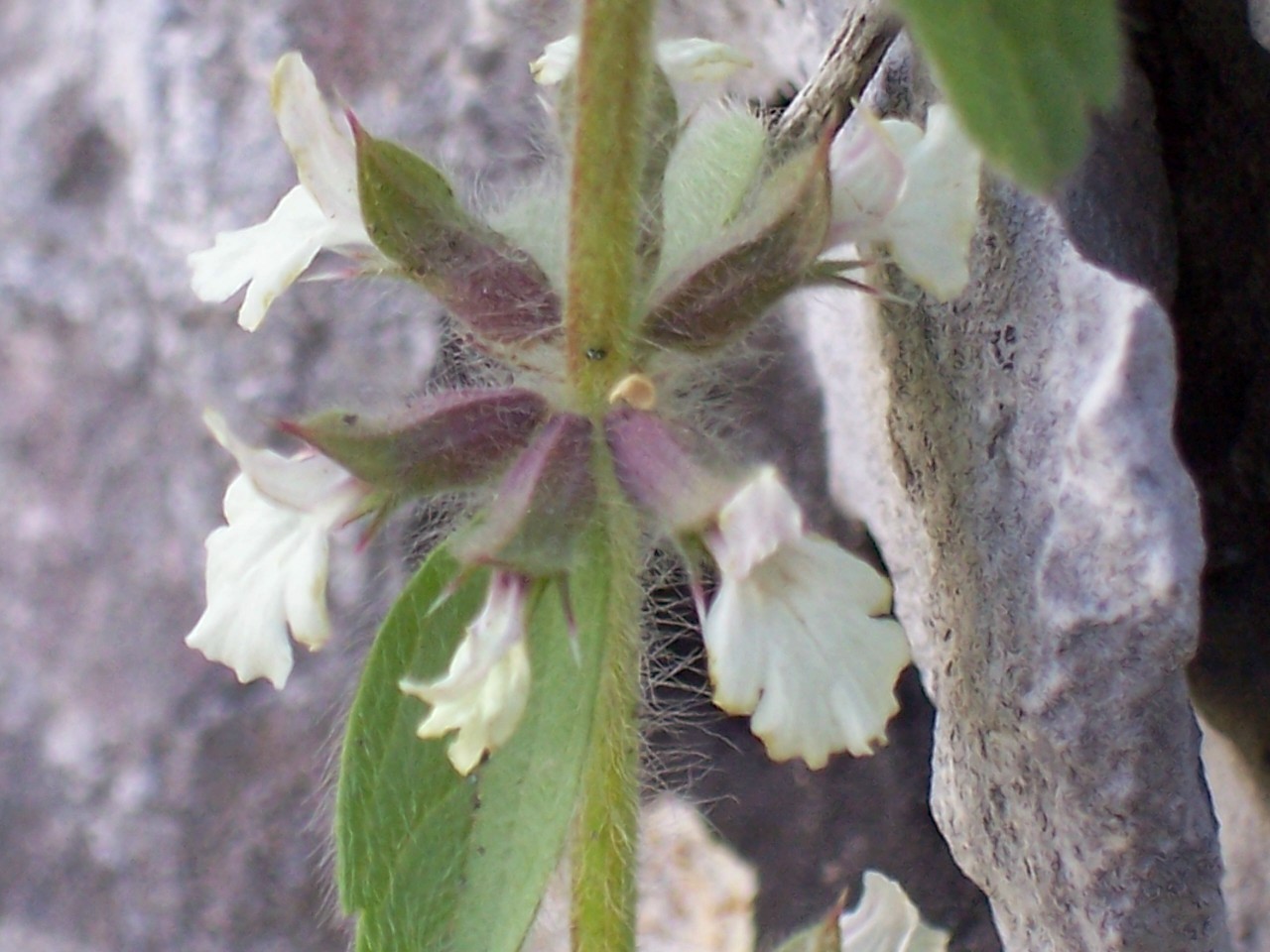 Sideritis romana