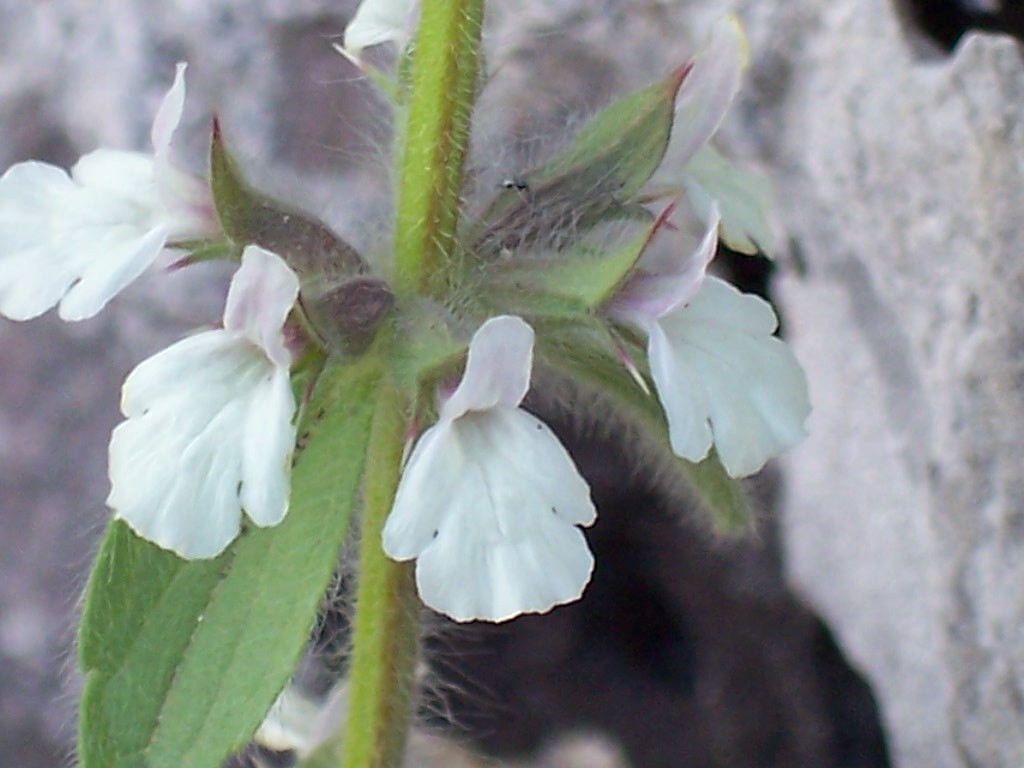 Sideritis romana