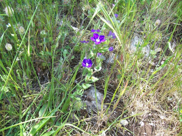 Legousia speculum-veneris