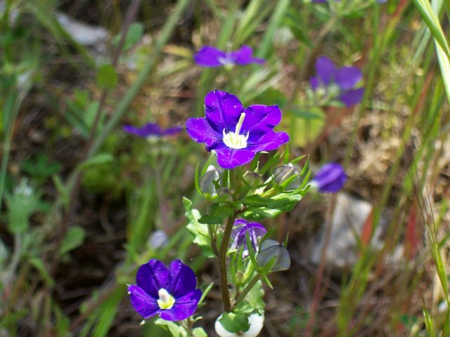 Legousia speculum-veneris