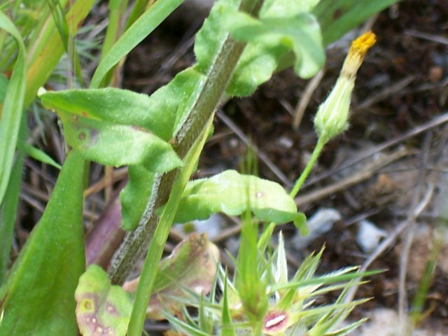 Legousia speculum-veneris