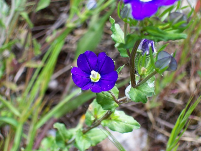 Legousia speculum-veneris