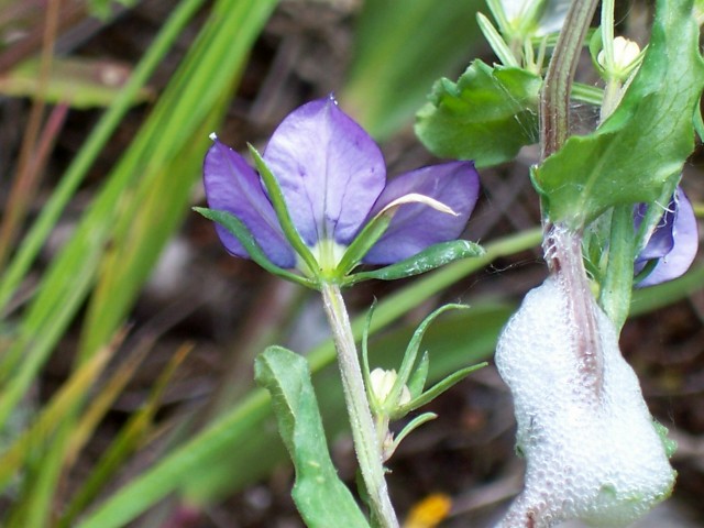 Legousia speculum-veneris