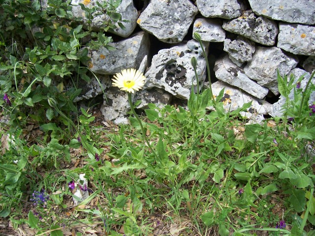 Urospermum dalechampii / Boccione maggiore