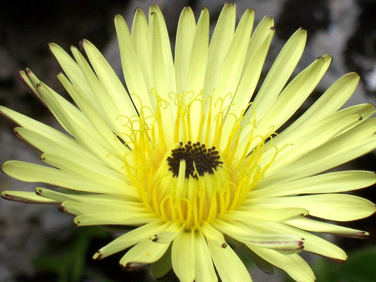 Urospermum dalechampii / Boccione maggiore