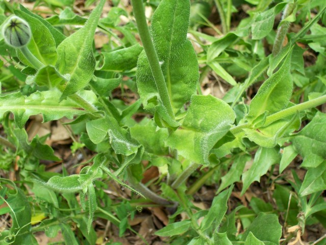 Urospermum dalechampii / Boccione maggiore