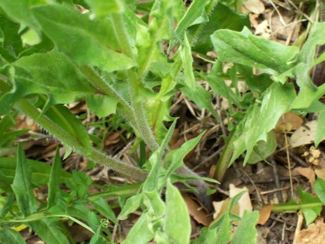 Urospermum dalechampii / Boccione maggiore