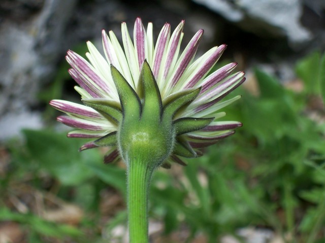 Urospermum dalechampii / Boccione maggiore