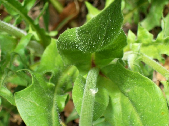 Urospermum dalechampii / Boccione maggiore