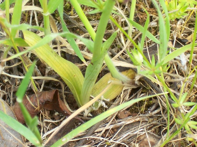 Ophrys bertolonii