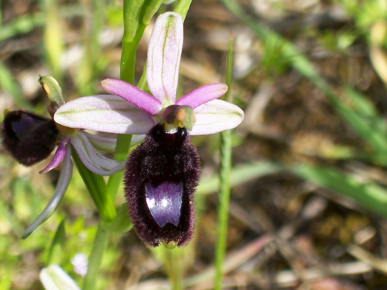 Ophrys bertolonii