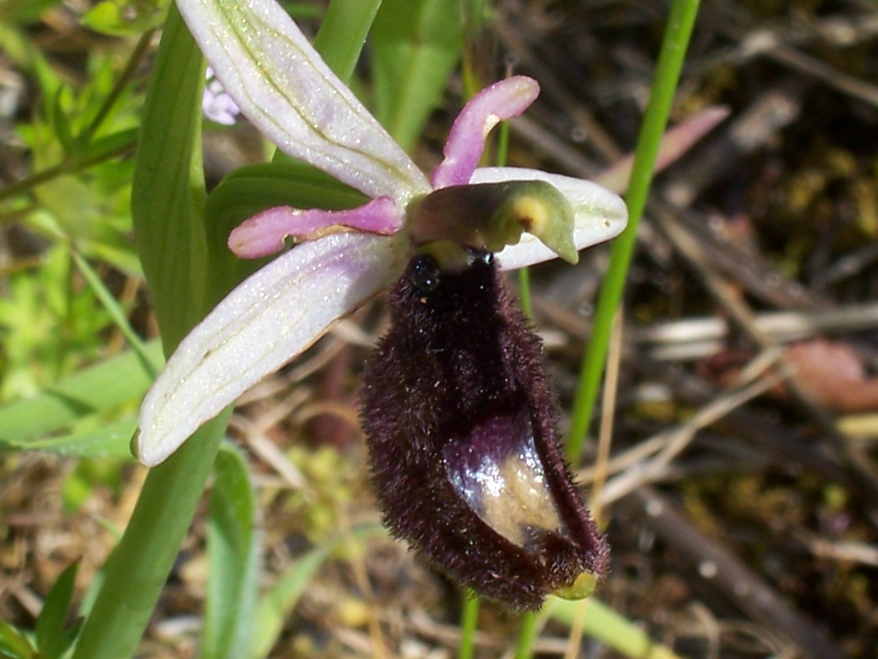 Ophrys bertolonii