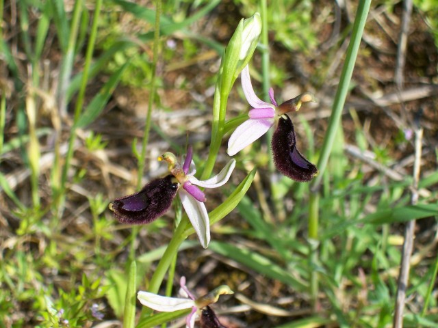 Ophrys bertolonii