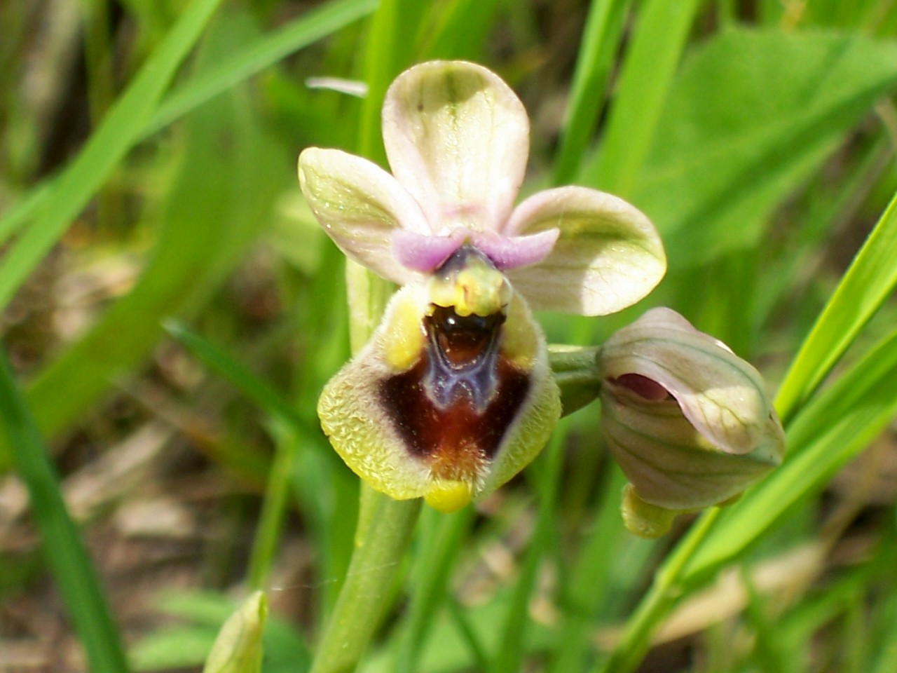 Ophrys tenthredinifera