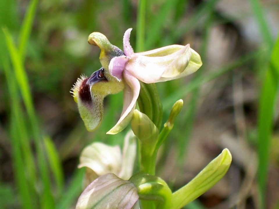 Ophrys tenthredinifera