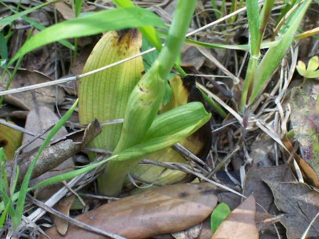 Ophrys tenthredinifera